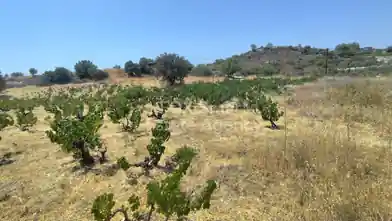 Agriculture Plot for sale, Limassol, Agridia