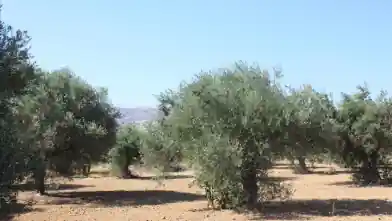 Commercial Plot for sale, Chania, Nerokouros, Chania