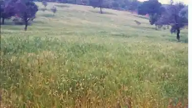Działka komercyjna na sprzedaż, Magnezja, Sipiada, Magnisia