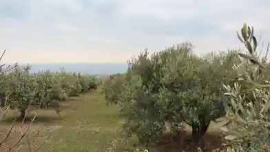 Комерційна земельна ділянка на продаж, П'єрія, East Olympos, Пієрія