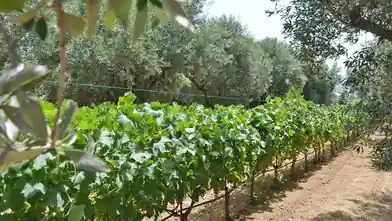 Commercial Plot for sale, Euboea, Chalcis