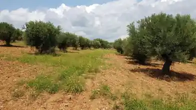 Działka komercyjna na sprzedaż, Halkidiki, Sithonia, Halkidiki
