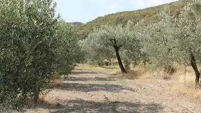 Առևտրային հողամաս վաճառքիԱրևմտյան Աթտիկայի մարզում, Պալինի համայնքում, Chalkidikiում