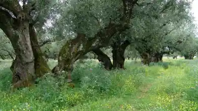 Commercial Plot for sale, Zakinthos, Arkadii, Zakinthos