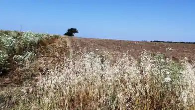 Działka komercyjna na sprzedaż, Halkidiki, Petralona, Halkidiki