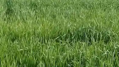 Agriculture Plot for sale, Nicosia, Agia Varvara