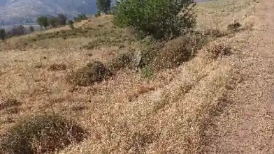 Agriculture Plot for sale, Paphos, Kelokedara