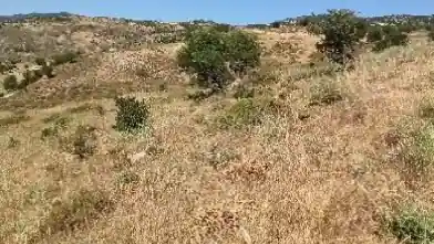 Agriculture Plot for sale, Paphos, Kelokedara