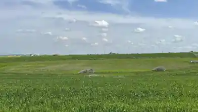 Działka rolna na sprzedaż, Dystrykt Nikozja, Peristerona