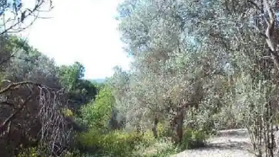 Agriculture Plot for sale, Paphos, Thrinia